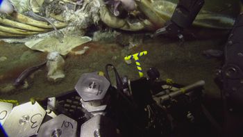 Media type: image;   Invertebrate Zoology 153118 Description: live specimen;